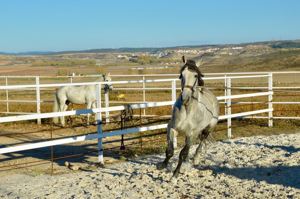 Rural Reillo Alojamientos Rurales エクステリア 写真