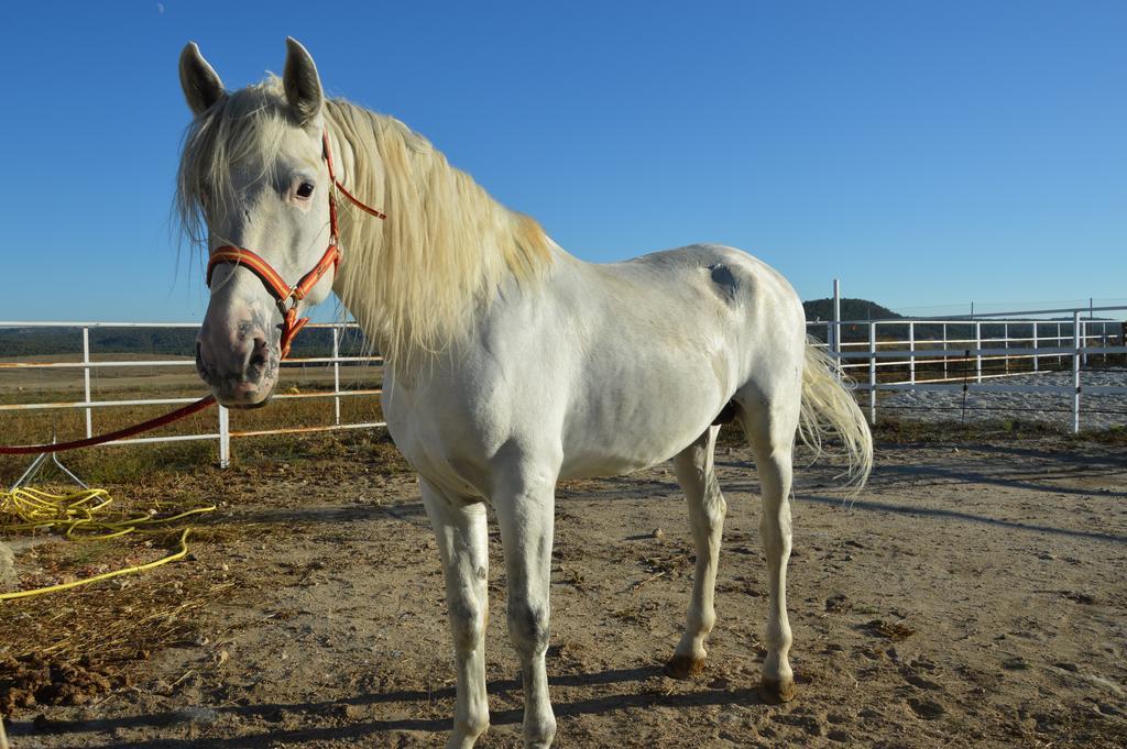 Rural Reillo Alojamientos Rurales エクステリア 写真