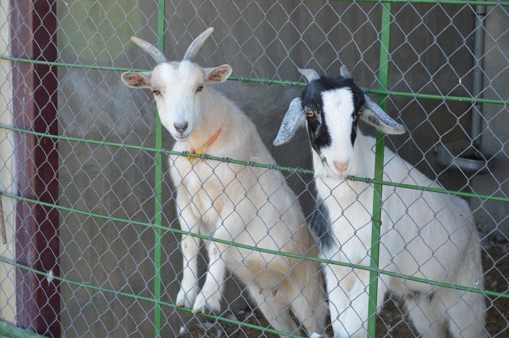 Rural Reillo Alojamientos Rurales エクステリア 写真